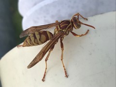 Polistes apachus apachus