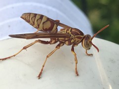 Polistes apachus apachus