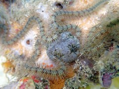 Macrophiothrix