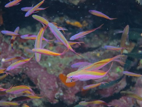Luzonichthys whitleyi observed 2014-11-05