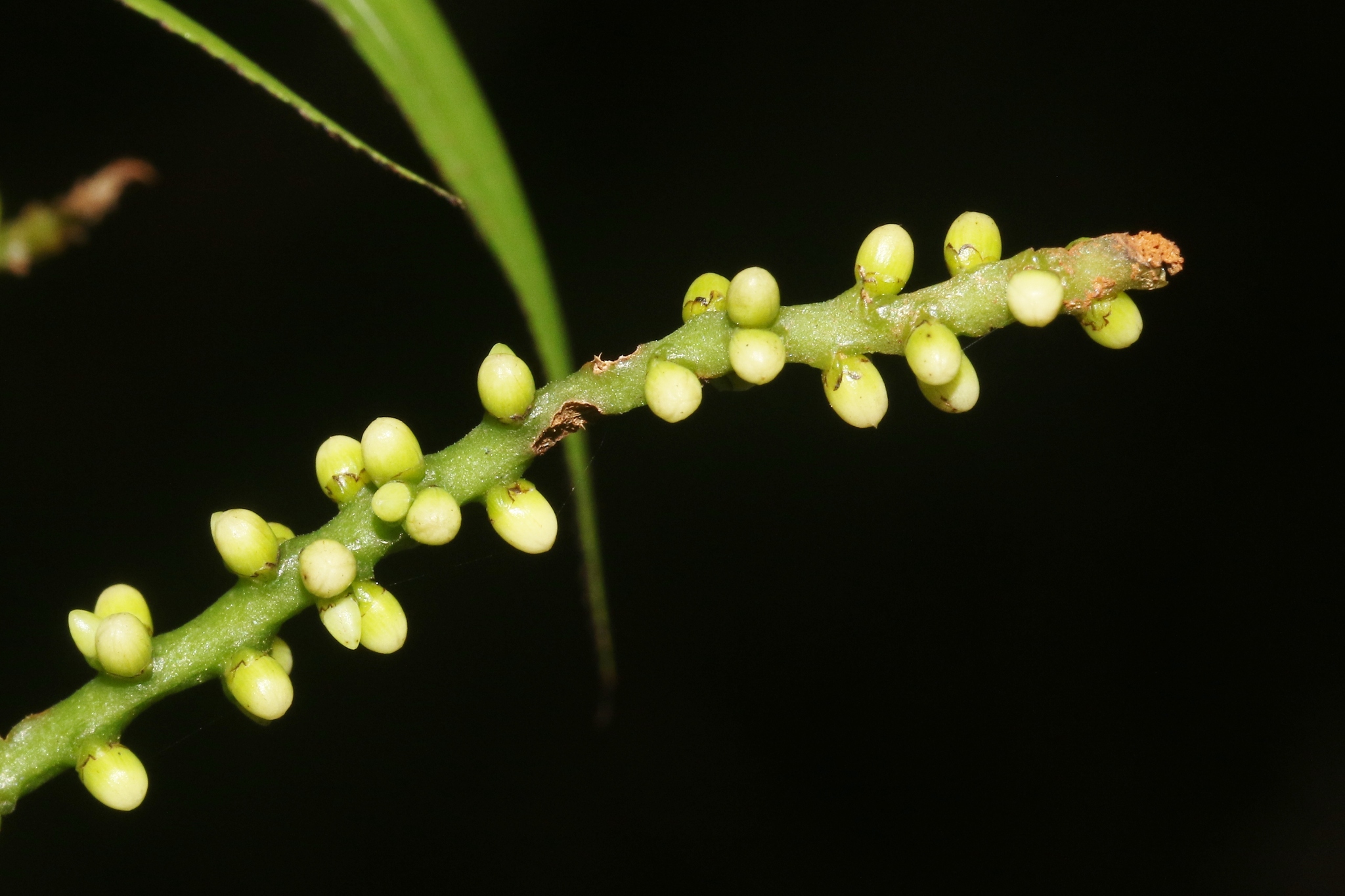 Imagem de Dypsis concinna