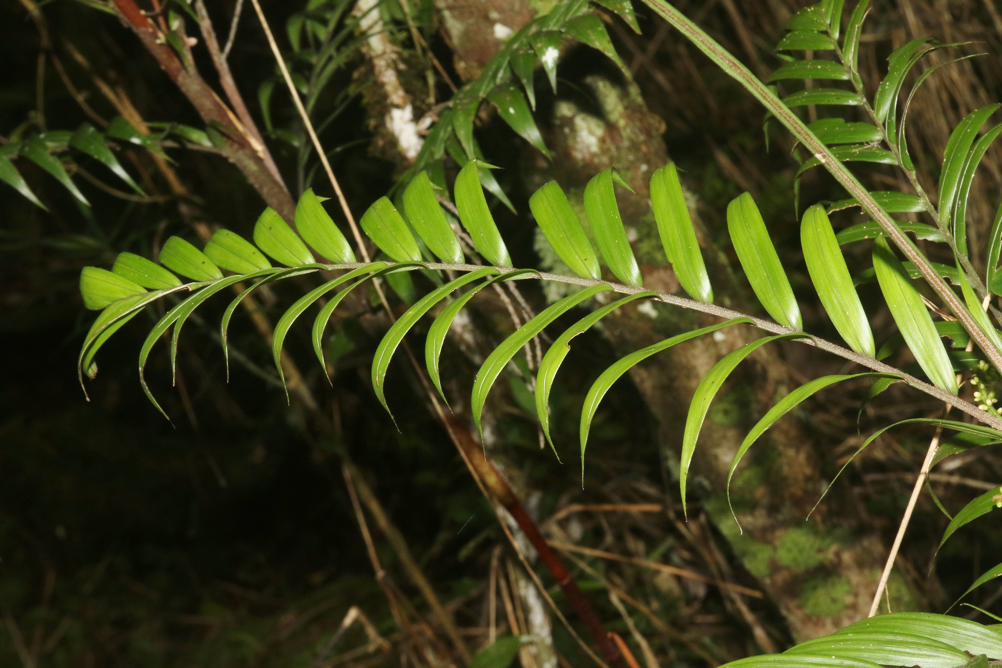 Imagem de Dypsis concinna