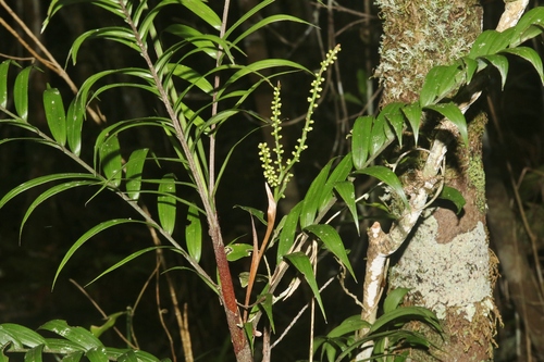 Foto de Dypsis concinna