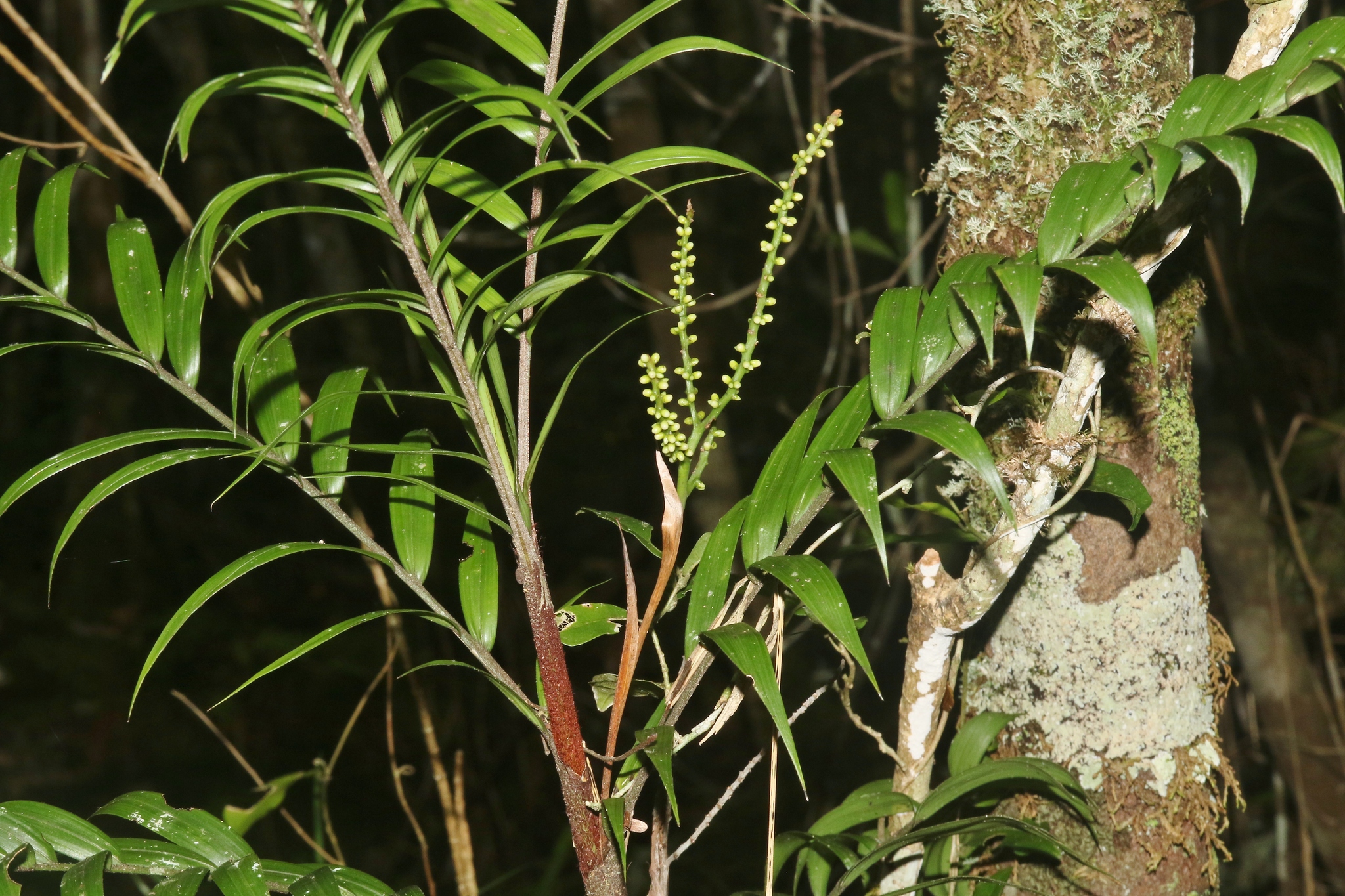 Imagem de Dypsis concinna