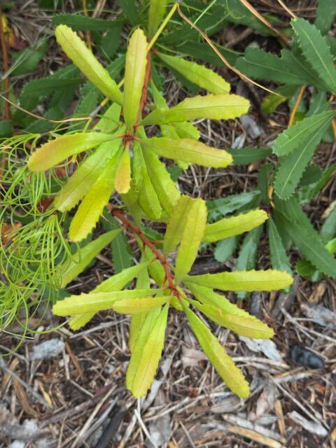Wallum Banksia (Banksia aemula)