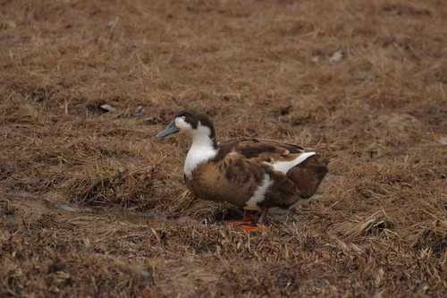 Domestic Mallard photographed in Kentucky
