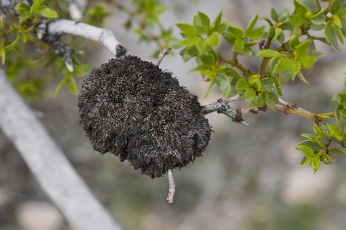 Unknown species found near Clark County, NV, USA