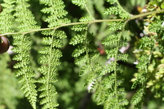 Hypolepis millefolium