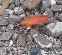 Probergrothius angolensis