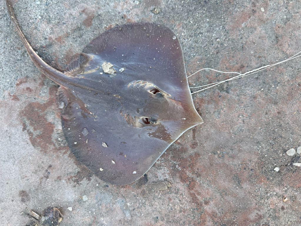 Lined round stingray (Urotrygon rogersi) — Urotrygonidae