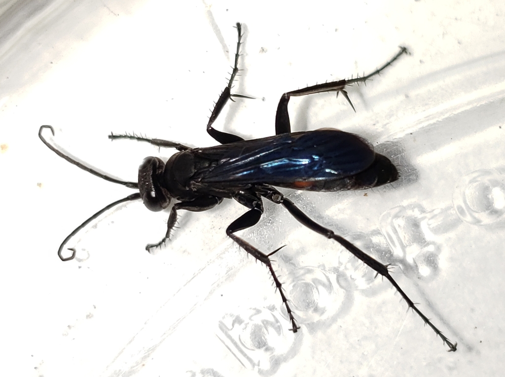 Pompilinus