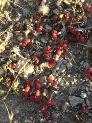 Mesembryanthemum nodiflorum