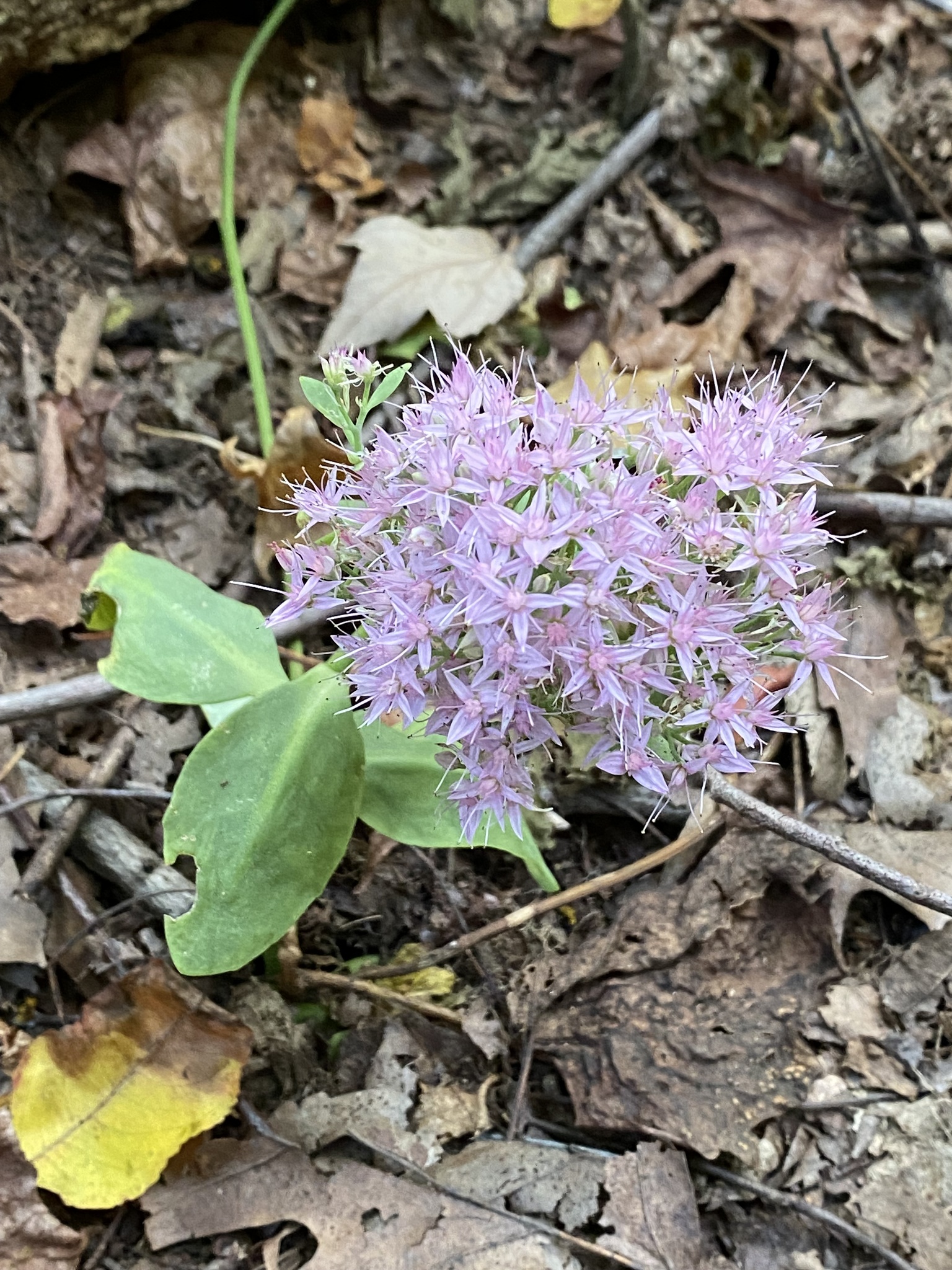 Butterfly Stonecrop (Hylotelephium spectabile)