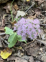 Hylotelephium spectabile