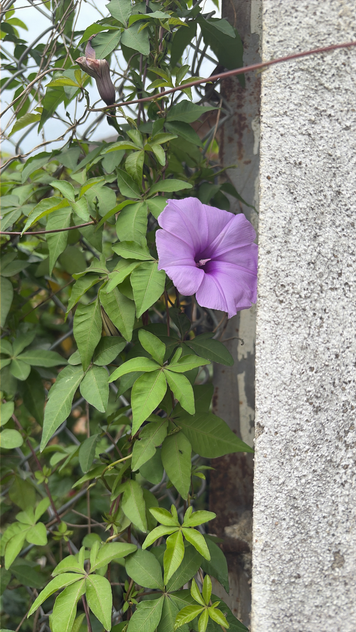 Ipomoea cairica — ảnh 3