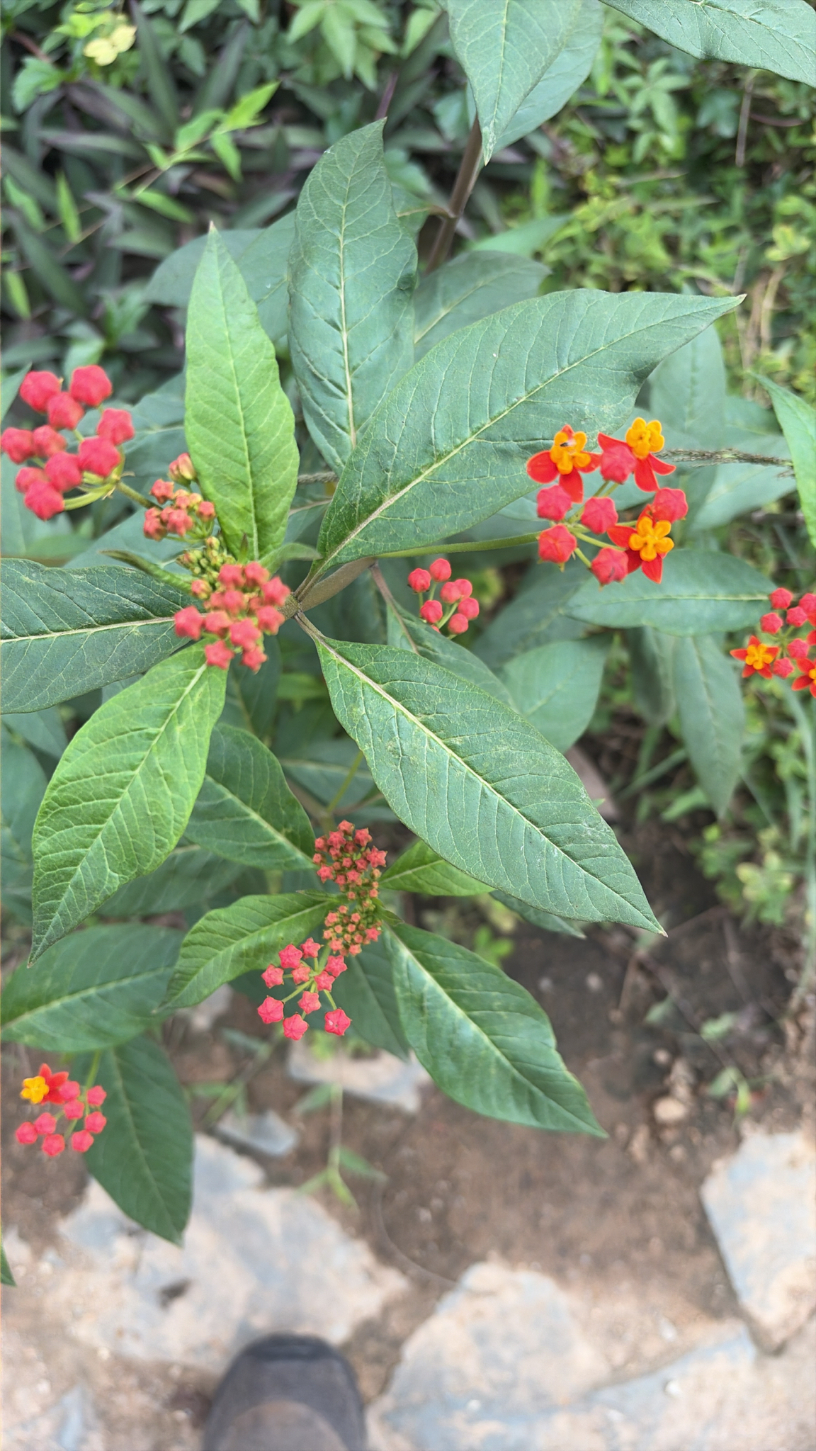 Asclepias curassavica — ảnh 2
