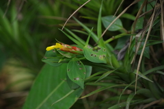 Guzmania angustifolia