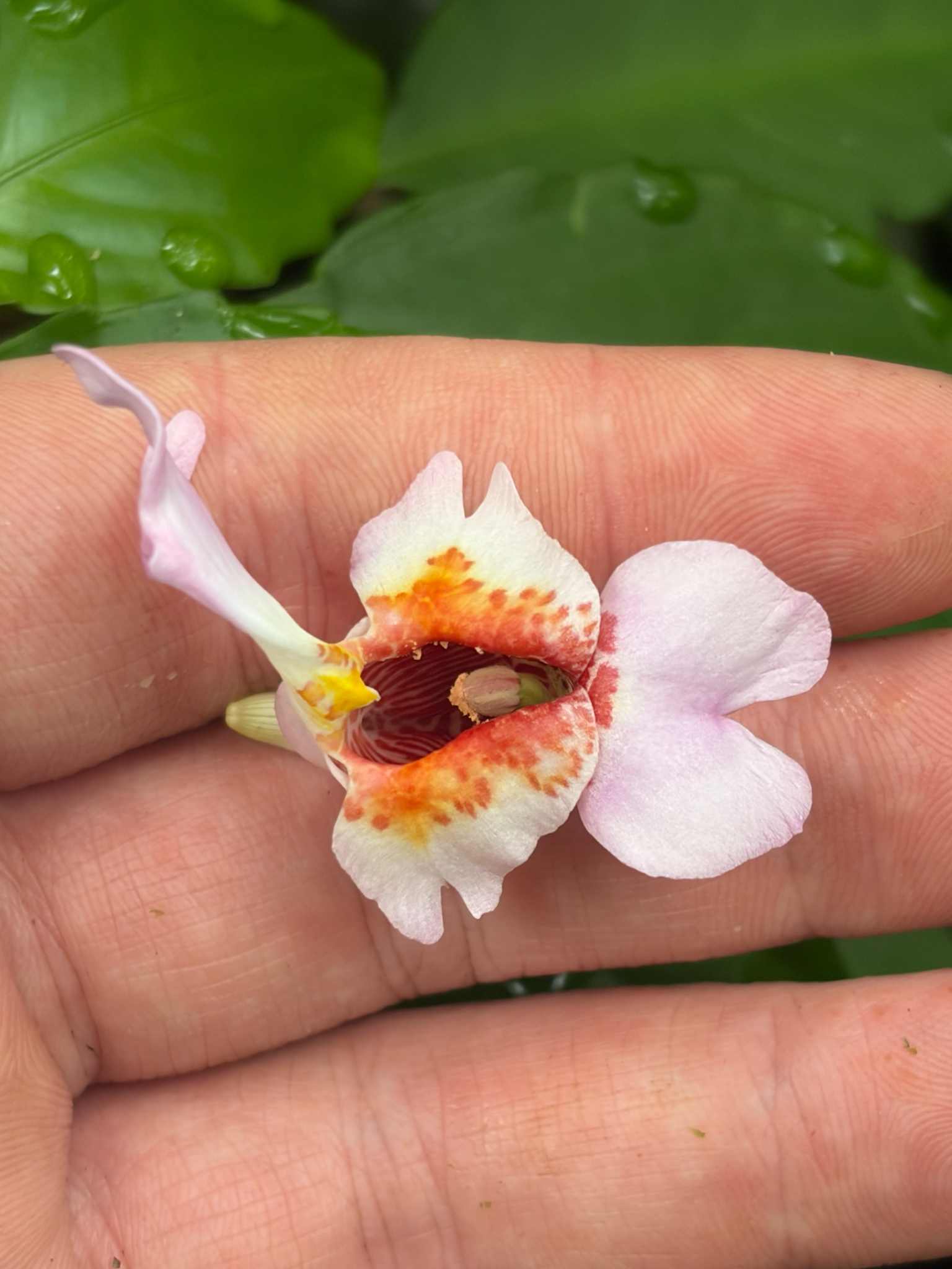Impatiens bonii — ảnh 2