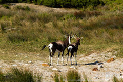 Damaliscus pygargus pygargus