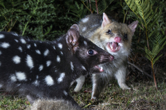Eastern Quoll photo 3