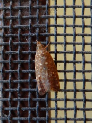 Syringoseca rhodoxantha