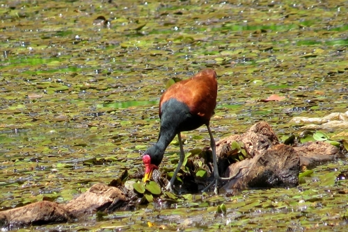 Wattled Jacana