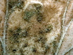 Puccinia pelargonii-zonalis