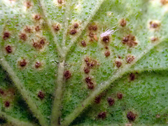 Puccinia pelargonii-zonalis