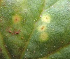 Puccinia pelargonii-zonalis