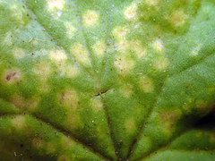 Puccinia pelargonii-zonalis
