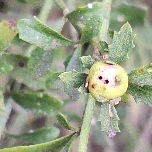 Unknown species found near Palos Verdes Dr N & East, Rolling Hills Estates, CA 90274, USA