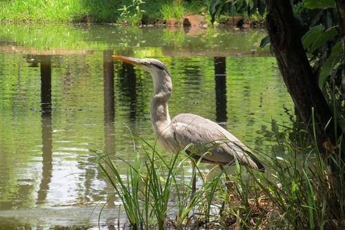 Cocoi Heron