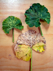 Puccinia pelargonii-zonalis