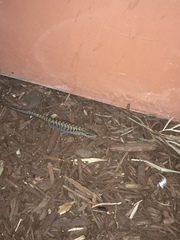 Elgaria multicarinata