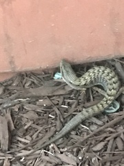 Elgaria multicarinata