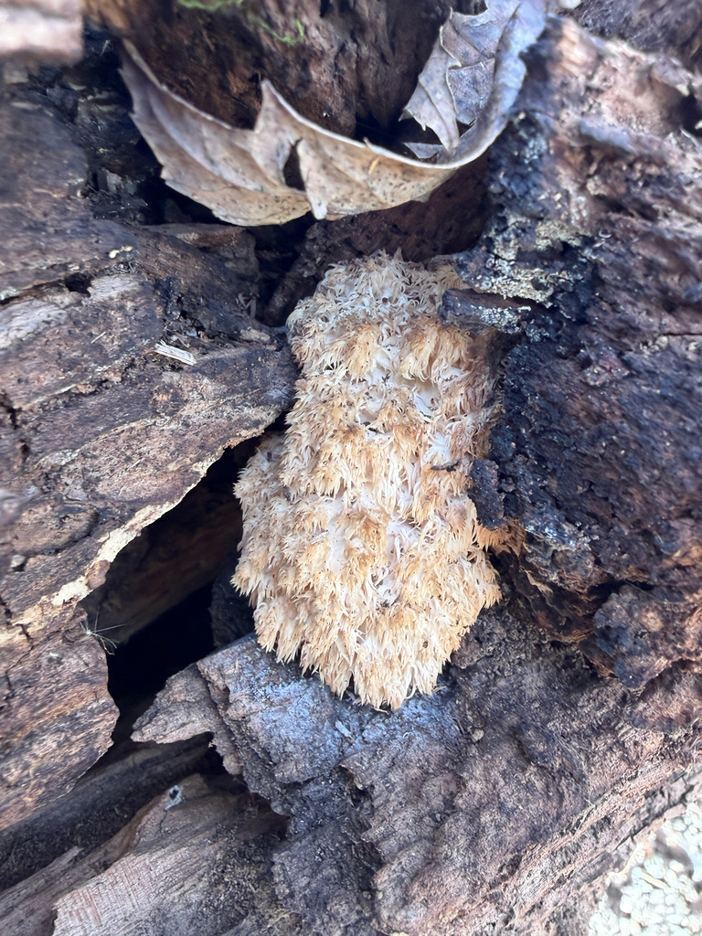 Hericium americanum