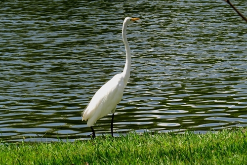 Great Egret