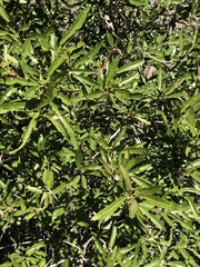 Lyonothamnus floribundus floribundus