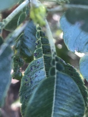 Lyonothamnus floribundus floribundus