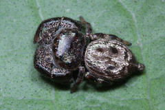 Salticidae