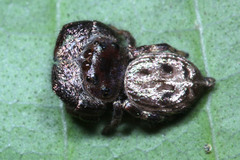 Salticidae