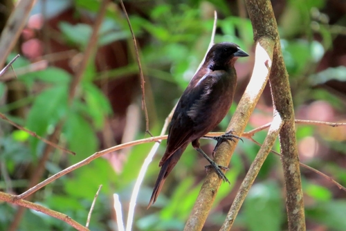 Shiny Cowbird