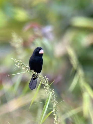 Nicaraguan Seed Finch (Sporophila nuttingi)