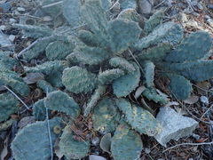 Opuntia basilaris brachyclada