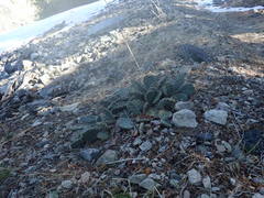 Opuntia basilaris brachyclada