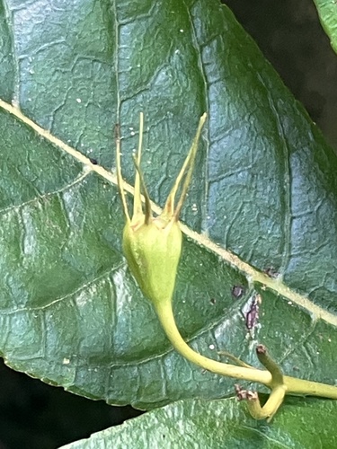 Gesneria ventricosa, photograph 2