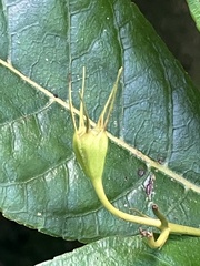 Gesneria ventricosa, photograph author not stated, no rights reserved