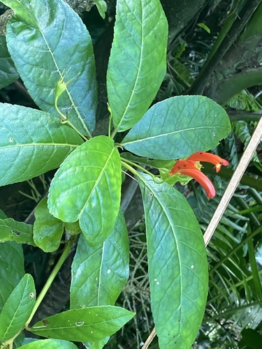 Dare Meat (Gesneria ventricosa)