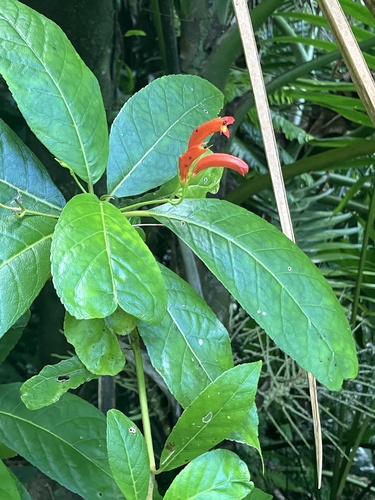 Gesneria ventricosa, photograph 3