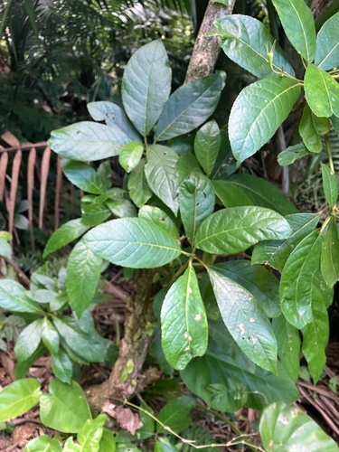 Gesneria ventricosa, photograph 4